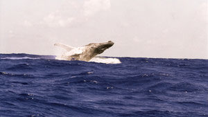 Las Terrenas Daytrip To See Humpback Whales